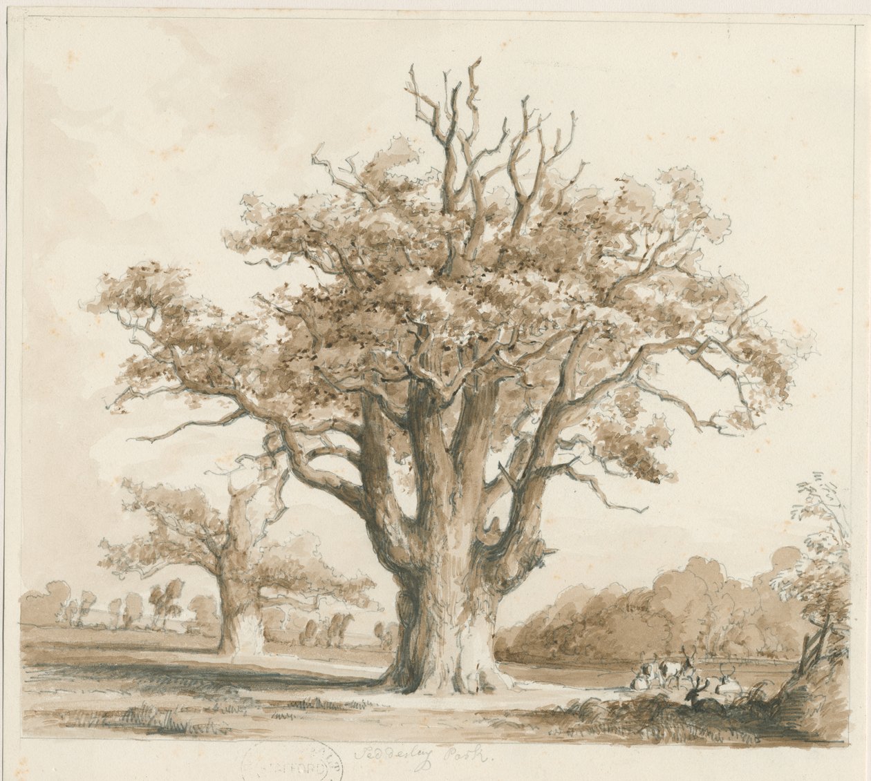Teddesley Hall - Oak Trees: ritning med blyerts och tvätt, nd [nov 1842] av Thomas Peploe Wood