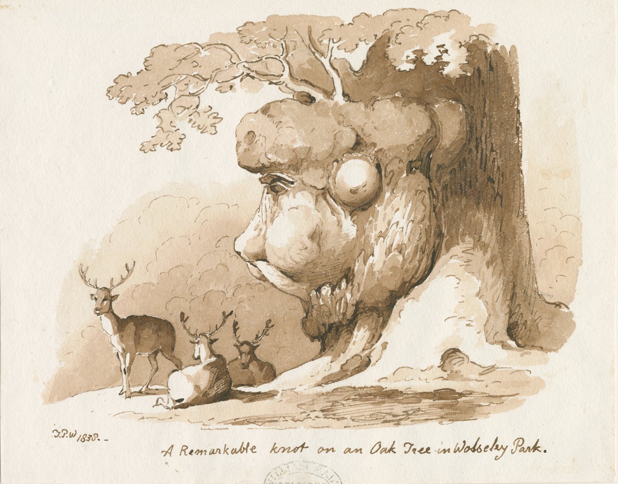 Wolseley Park - Knut på en ek: penna och sepia-teckning av Thomas Peploe Wood
