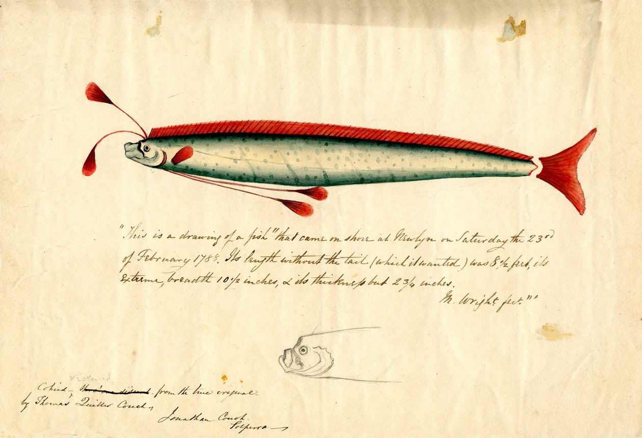 Akvarellteckning av Newlyn Oarfish (Regalecus glesne), ca 1849 (blyerts  akvarell på papper) av Thomas Quiller Couch