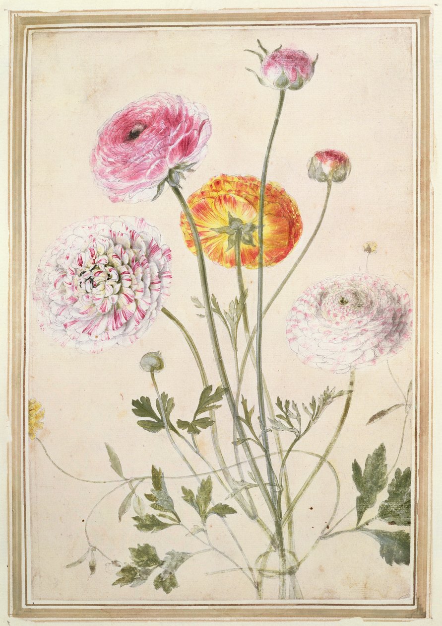 Blomsterstudie, c.1760 av Thomas Robins