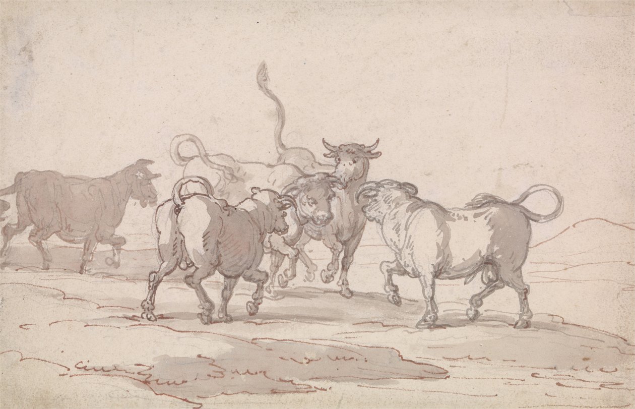 En grupp på fem tjurar som är på väg att slåss av Thomas Rowlandson