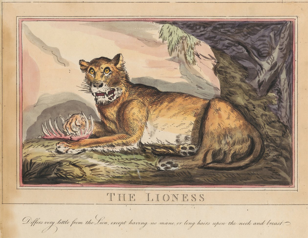 Ett set om åtta med titelsida. ”Utländska och inhemska djur.” 4. Tigern av Thomas Rowlandson