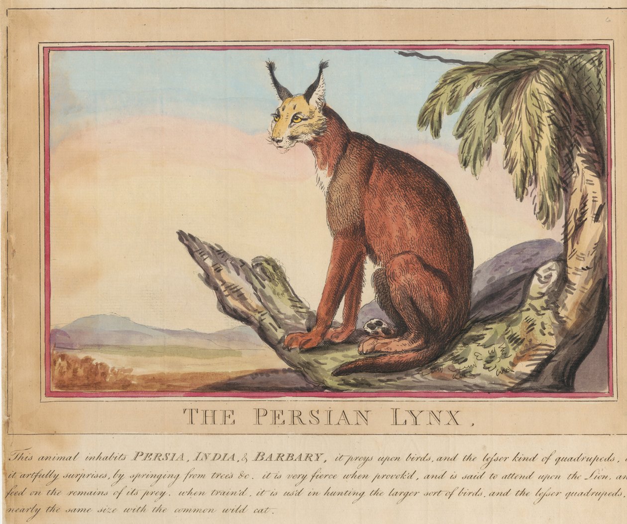 Ett set om åtta med titelsida. ”Utländska och inhemska djur.”  7.  Den persiska lodjuren av Thomas Rowlandson