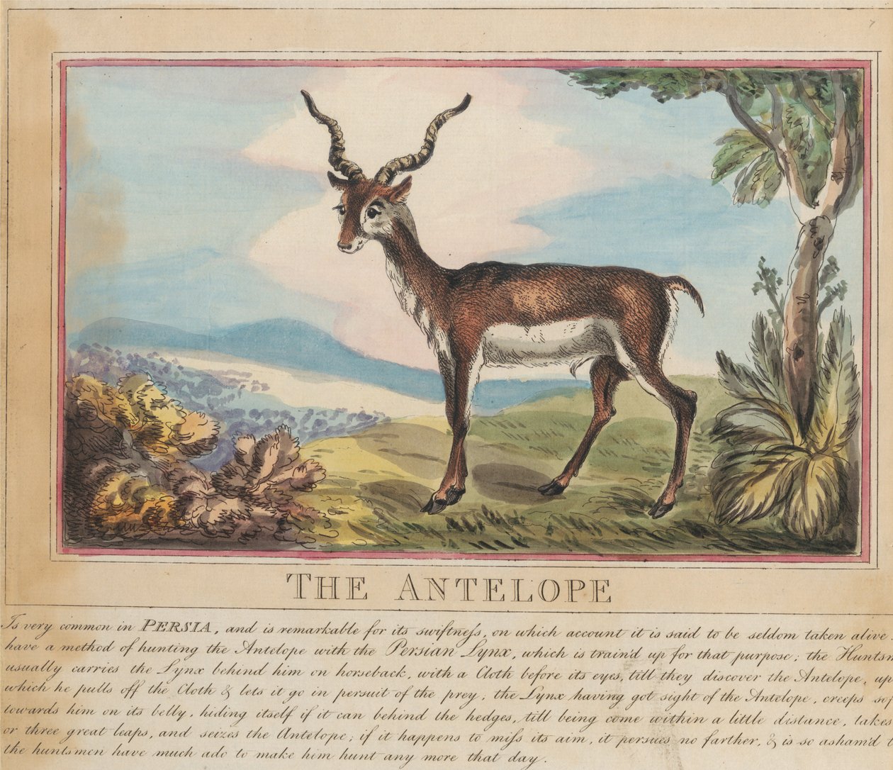 Ett set om åtta med titelsida. ”Utländska och inhemska djur.” 8. Antilopen av Thomas Rowlandson