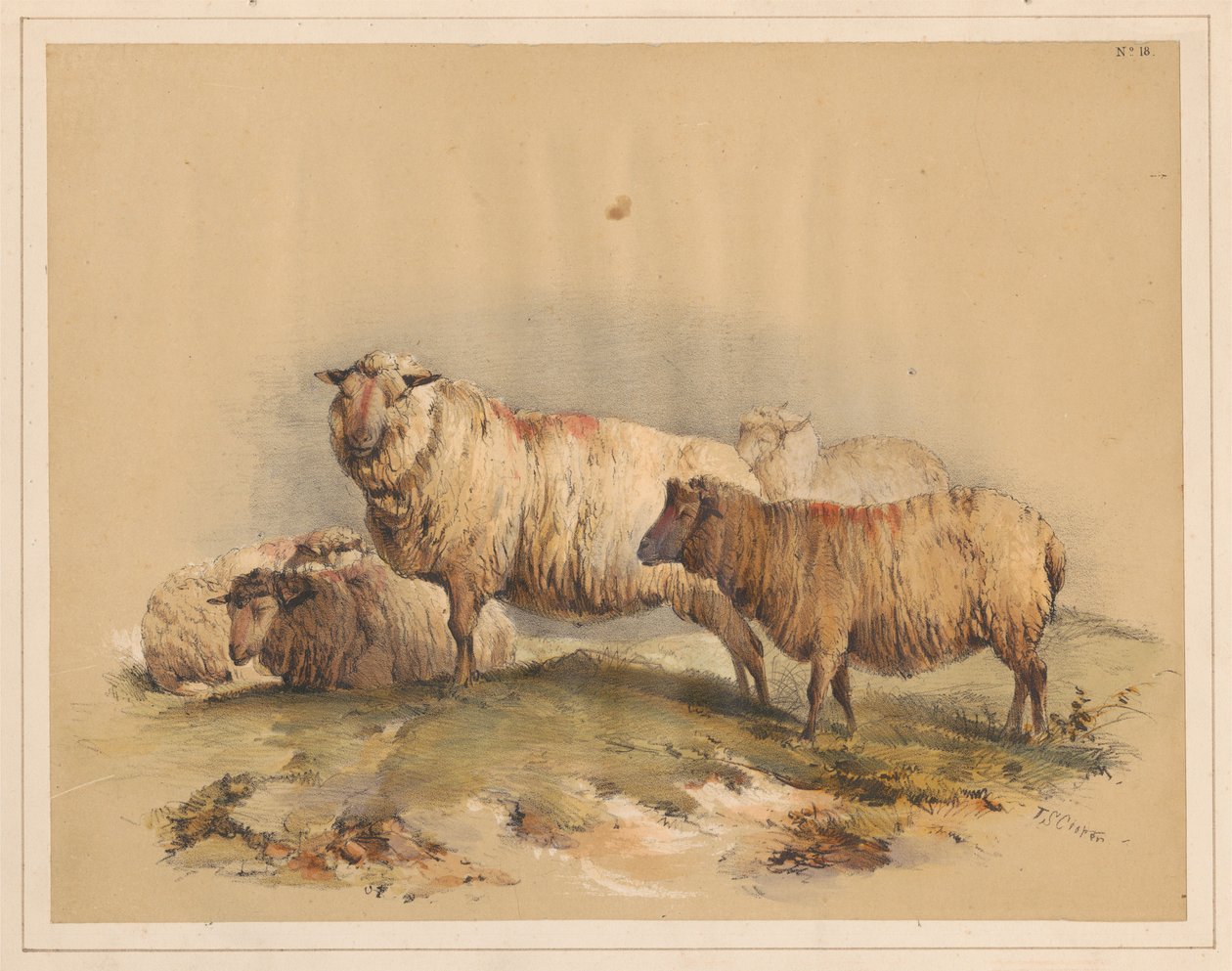 Får, nr 18 av Thomas Sidney Cooper