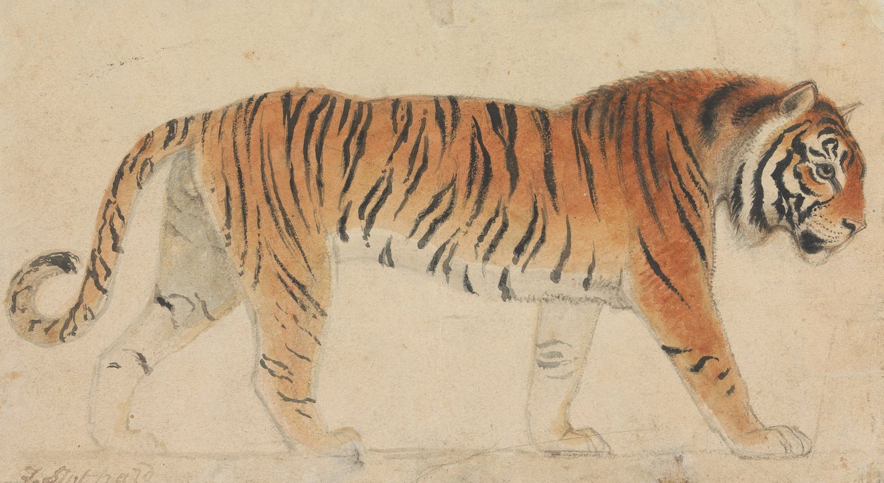 En tiger, i helfigur, i profil, gående åt höger av Thomas Stothard