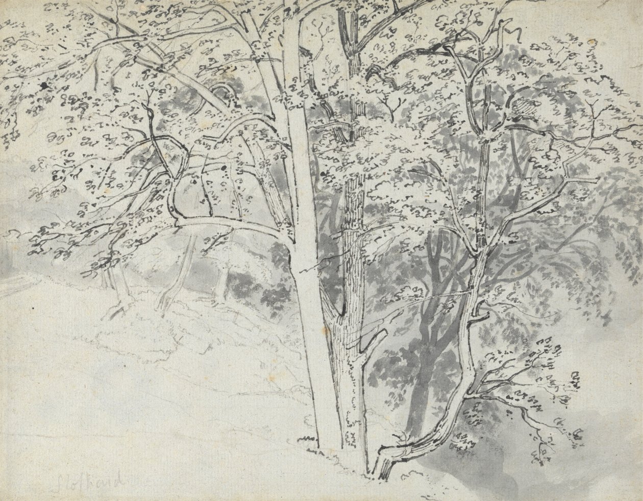 Studie av träd av Thomas Stothard