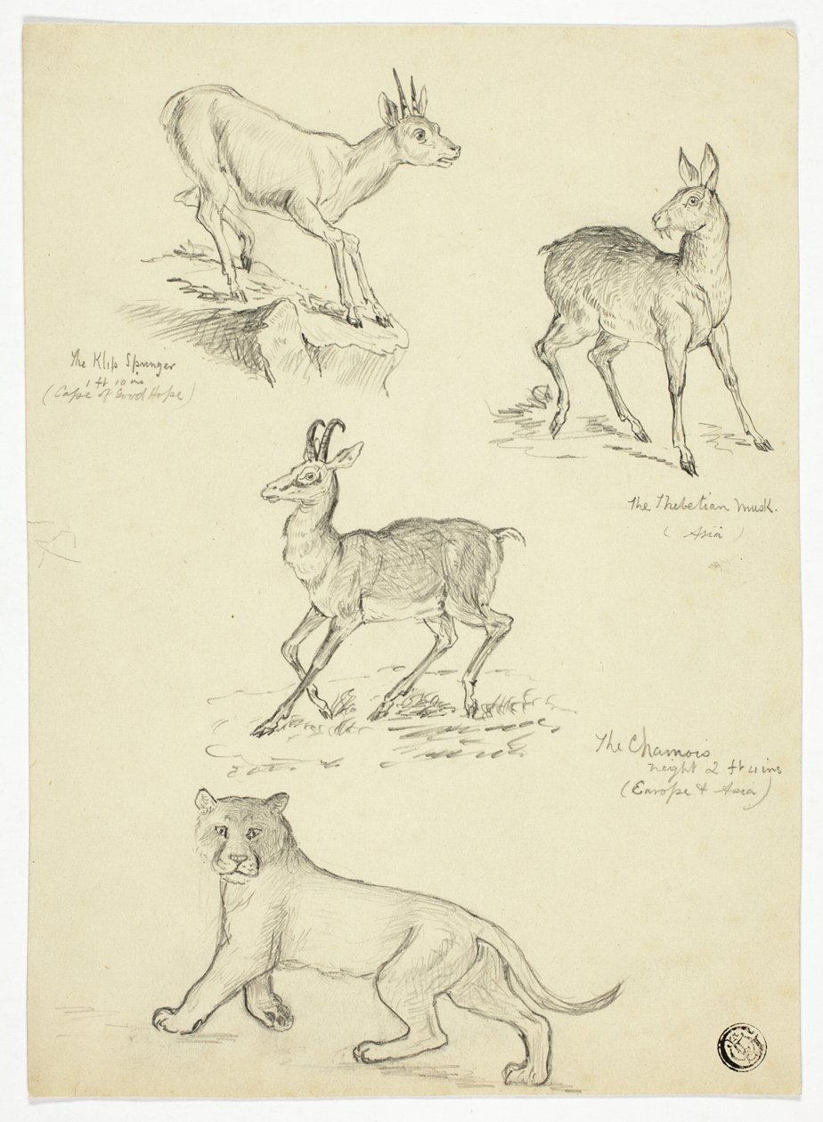 Chamois, Musk, Klipbok och Lion av Thomas Uwins