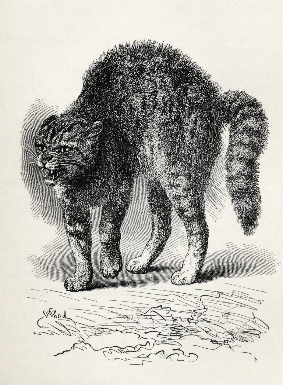 Katt skräckslagen av en hund, från Charles Darwins "The Expression of the Emotions in Man and Animals", 1872 (litho) av Thomas W. Wood