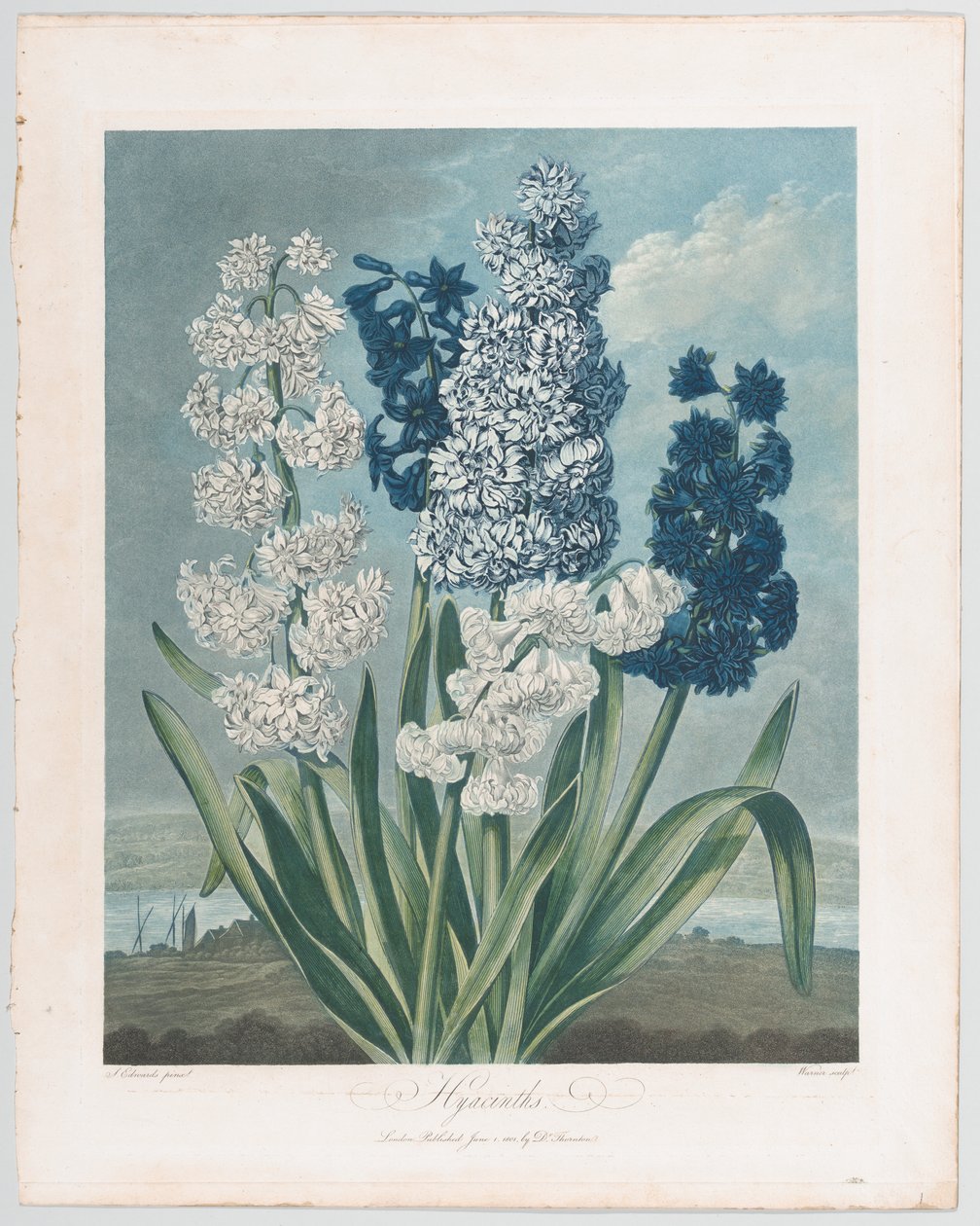 Hyacinter, från The Temple of Flora, or Garden of Nature, 1 juni 1801., 1 juni 1801. av Thomas Warner