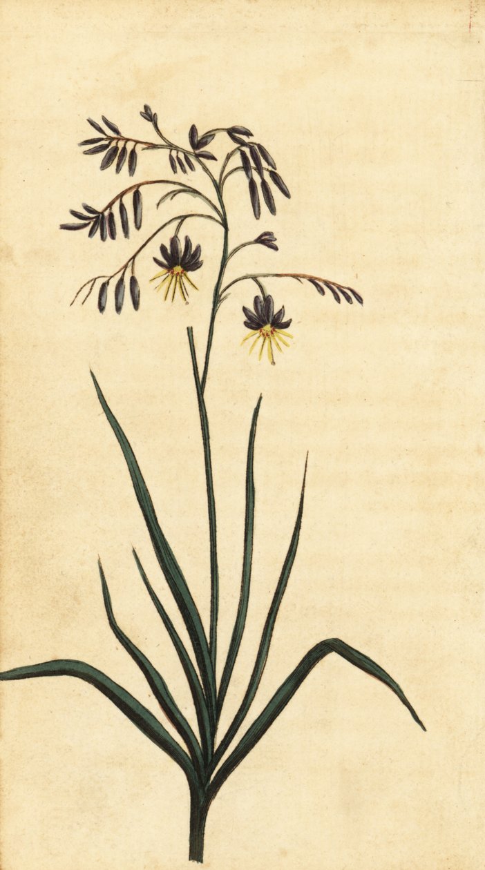 Stenblomma i New South Wales, Australien. ,1800 (gravyr) av Thomas Watling