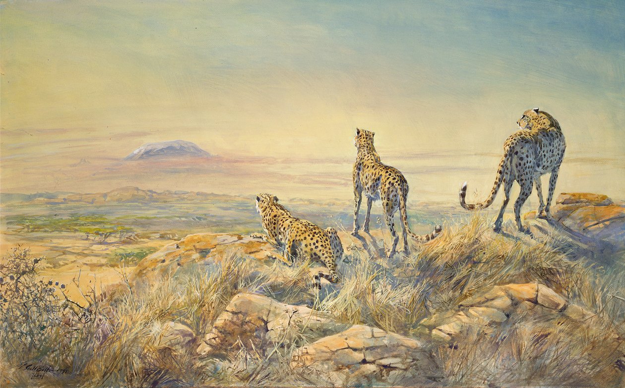 Cheetah med Kilimanjaro i bakgrunden, 1991 (wc) av Tim Scott Bolton