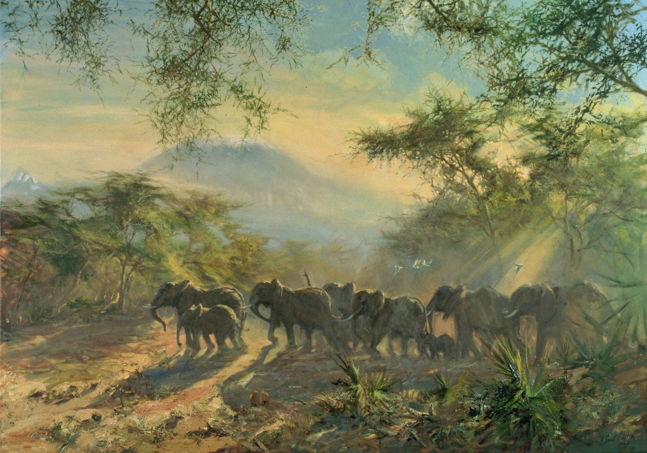 Elefant, Kilimanjaro, 1995 av Tim Scott Bolton