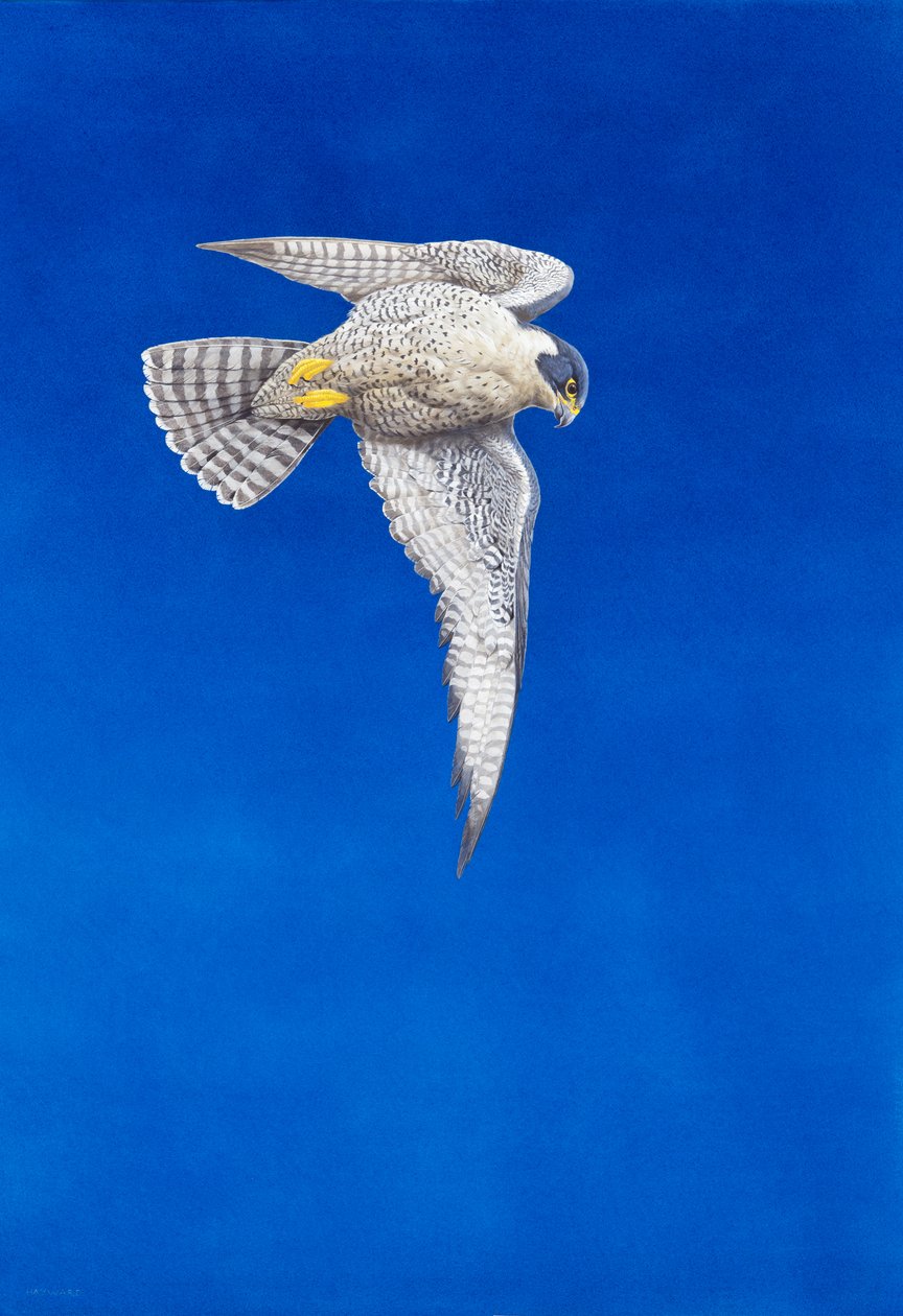Peregrine Falcon (akvarell och gouache på papper) av Tim Hayward