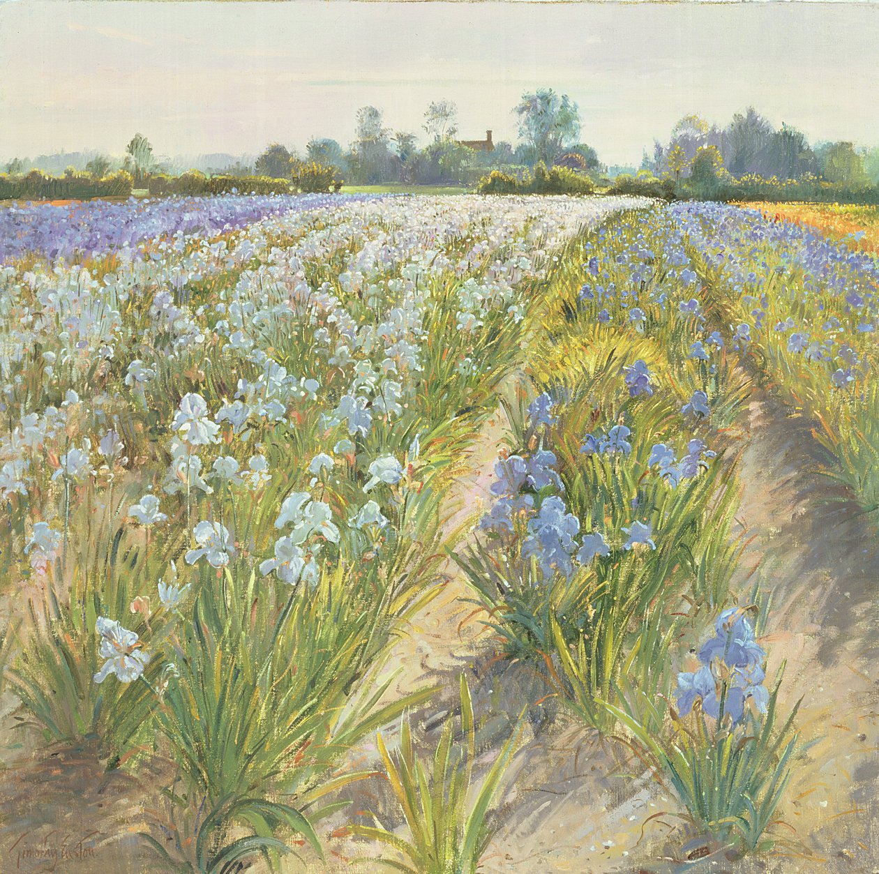 Blå och vita irisar, Wortham av Timothy Easton