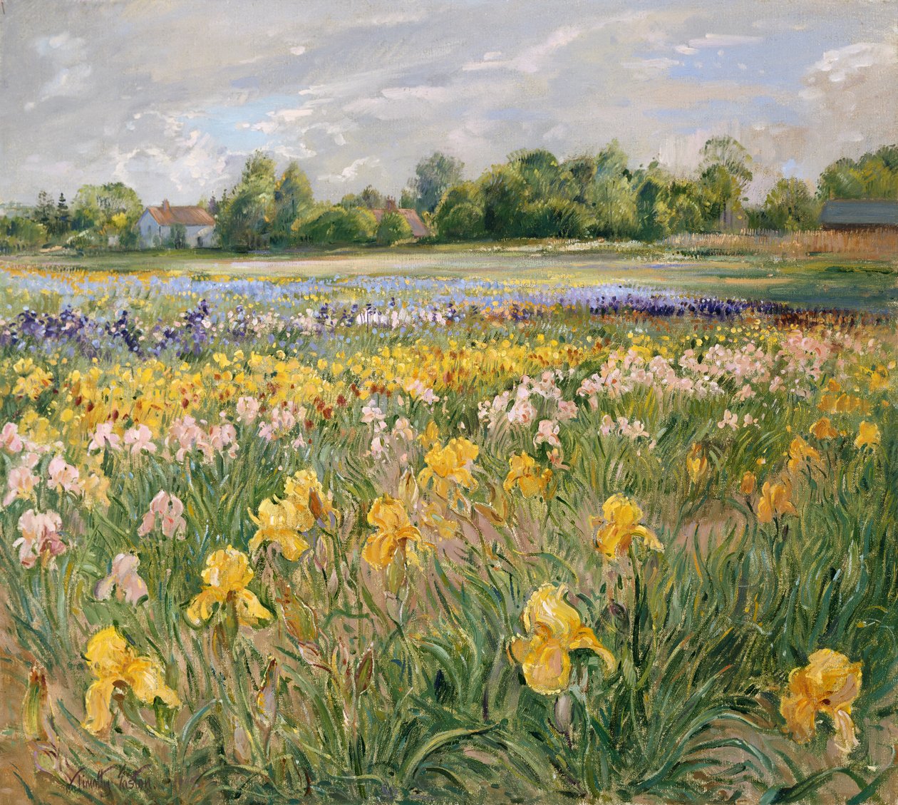 Stugor och Iris Field av Timothy Easton