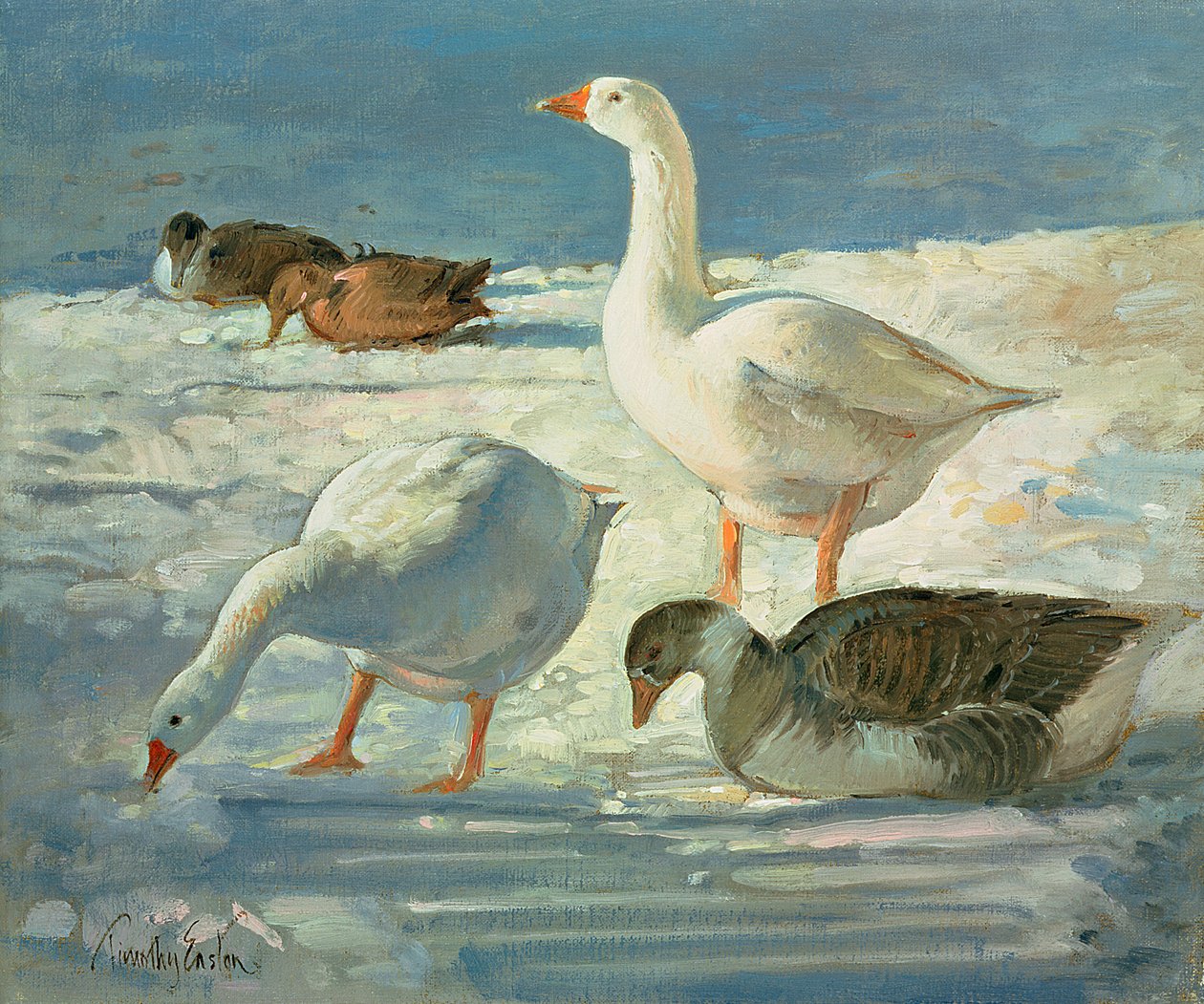 Gäss och gräsänder, 2000 av Timothy Easton