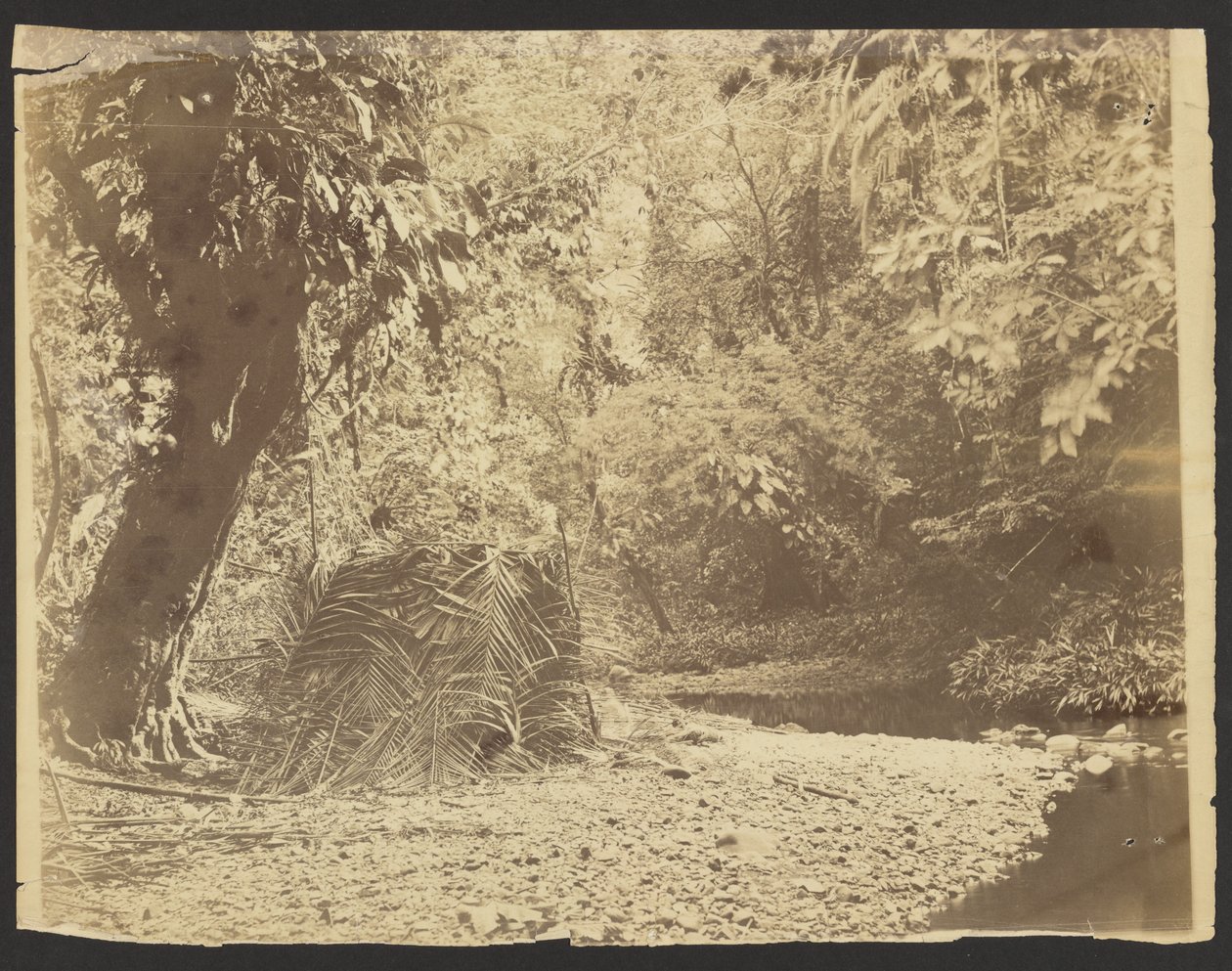 [Djungelscen: Vy över halmtakshytt av palmblad, Isthmus of Darién (Panama)] av Timothy H. OSullivan