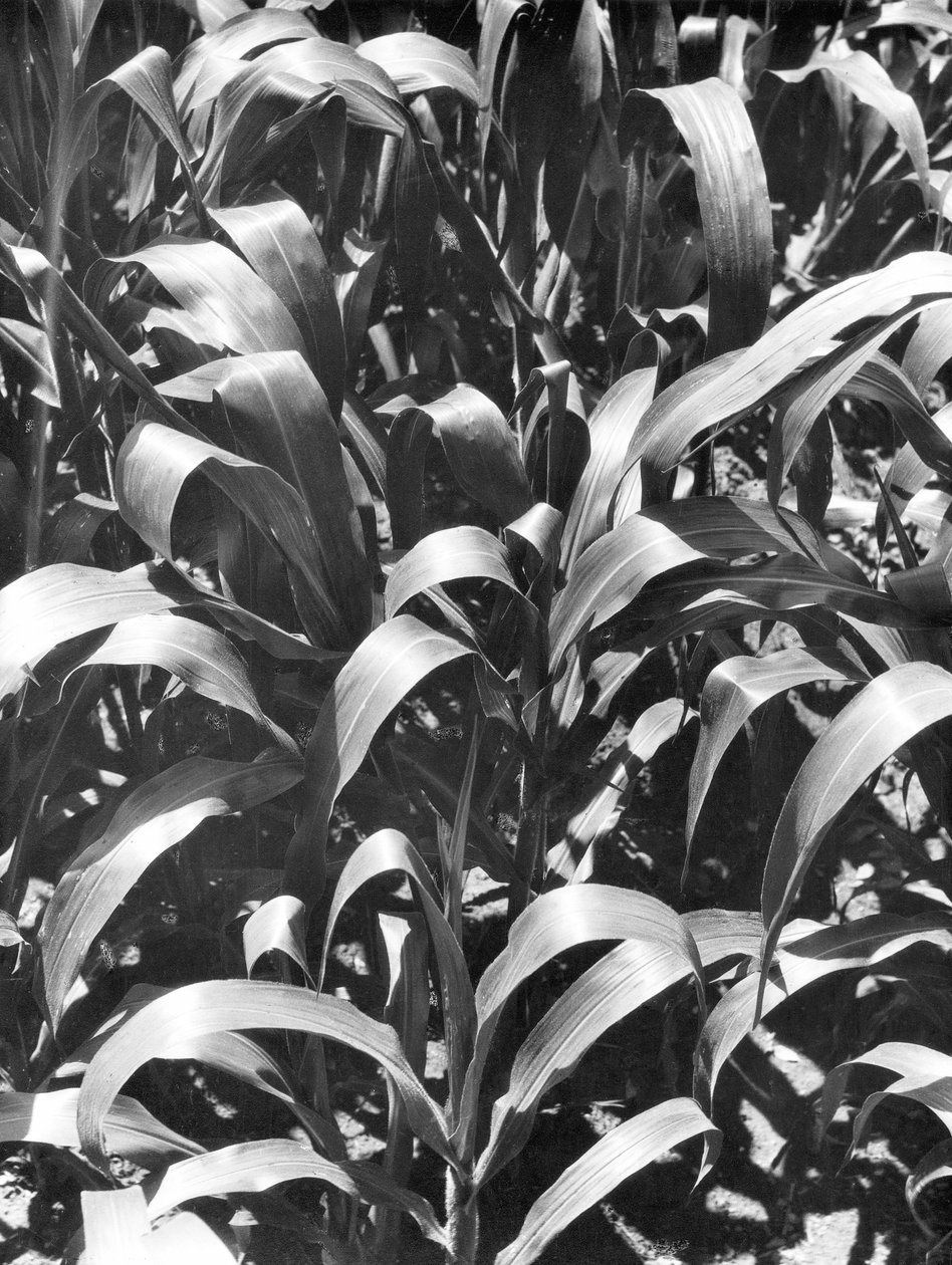 Majsplantor, Mexiko, ca 1929 av Tina Modotti