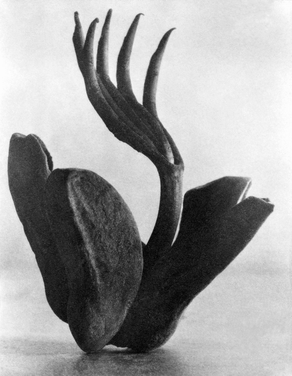Flor de Manita, Mexico City, 1925 av Tina Modotti