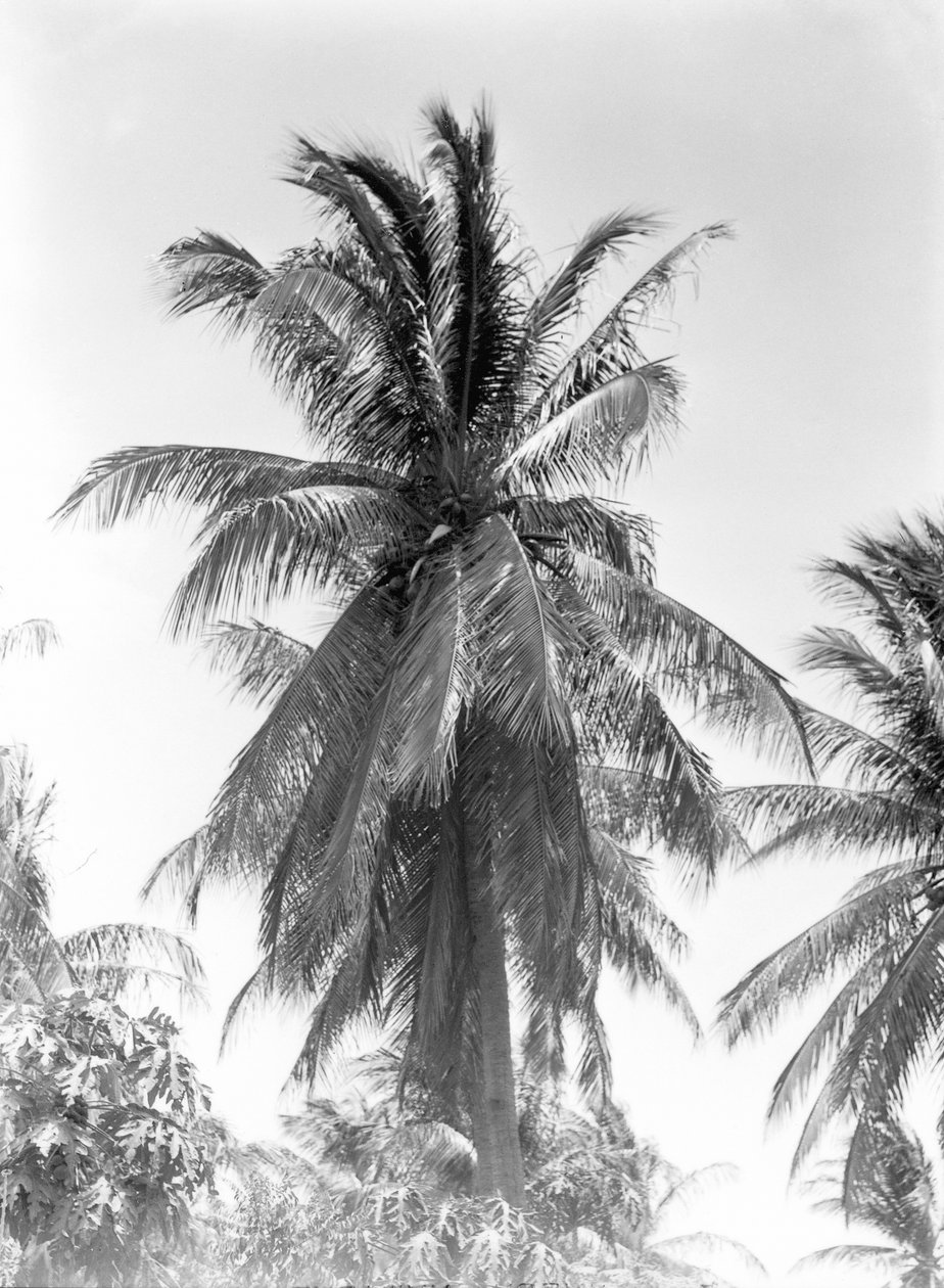 Palmträd, 1925 av Tina Modotti
