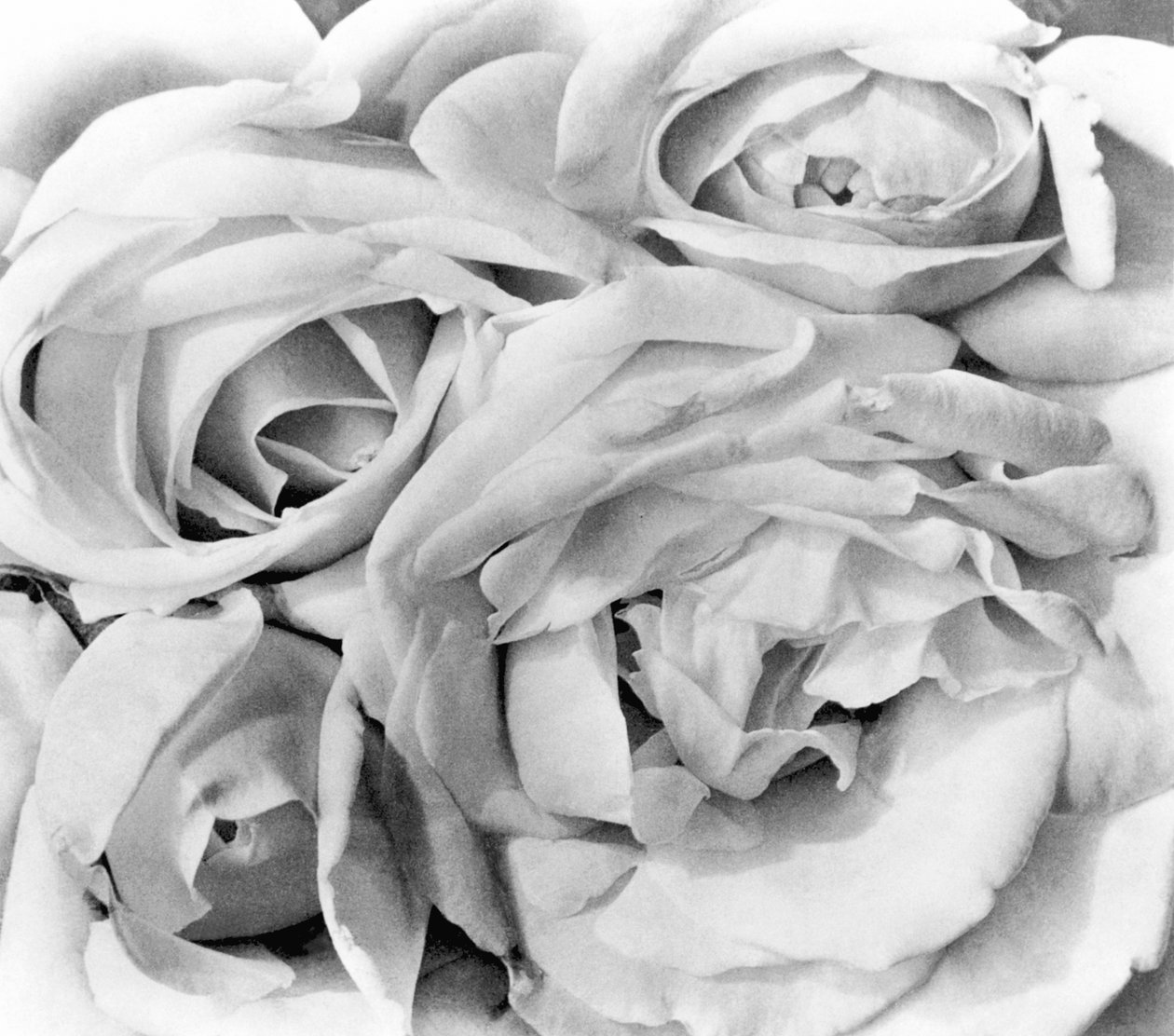 Roses, Mexico City, 1924 av Tina Modotti