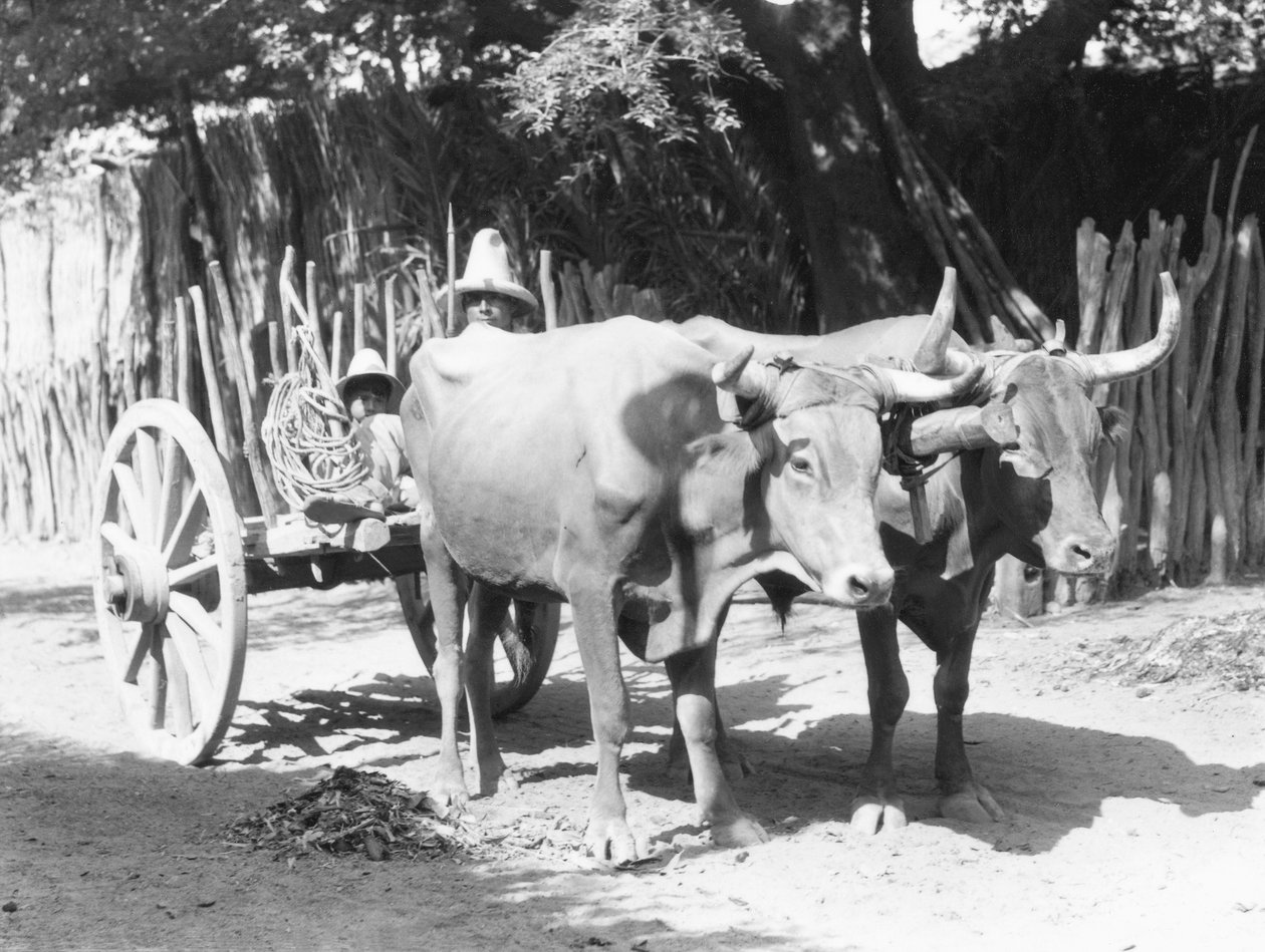 Oxepar, Mexiko, ca 1927 av Tina Modotti