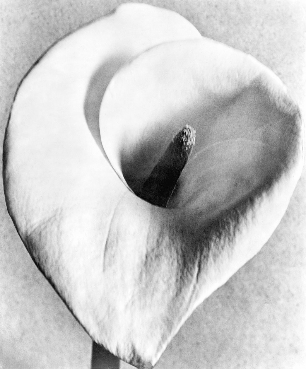 Calla Lily, Mexico City, 1925 av Tina Modotti