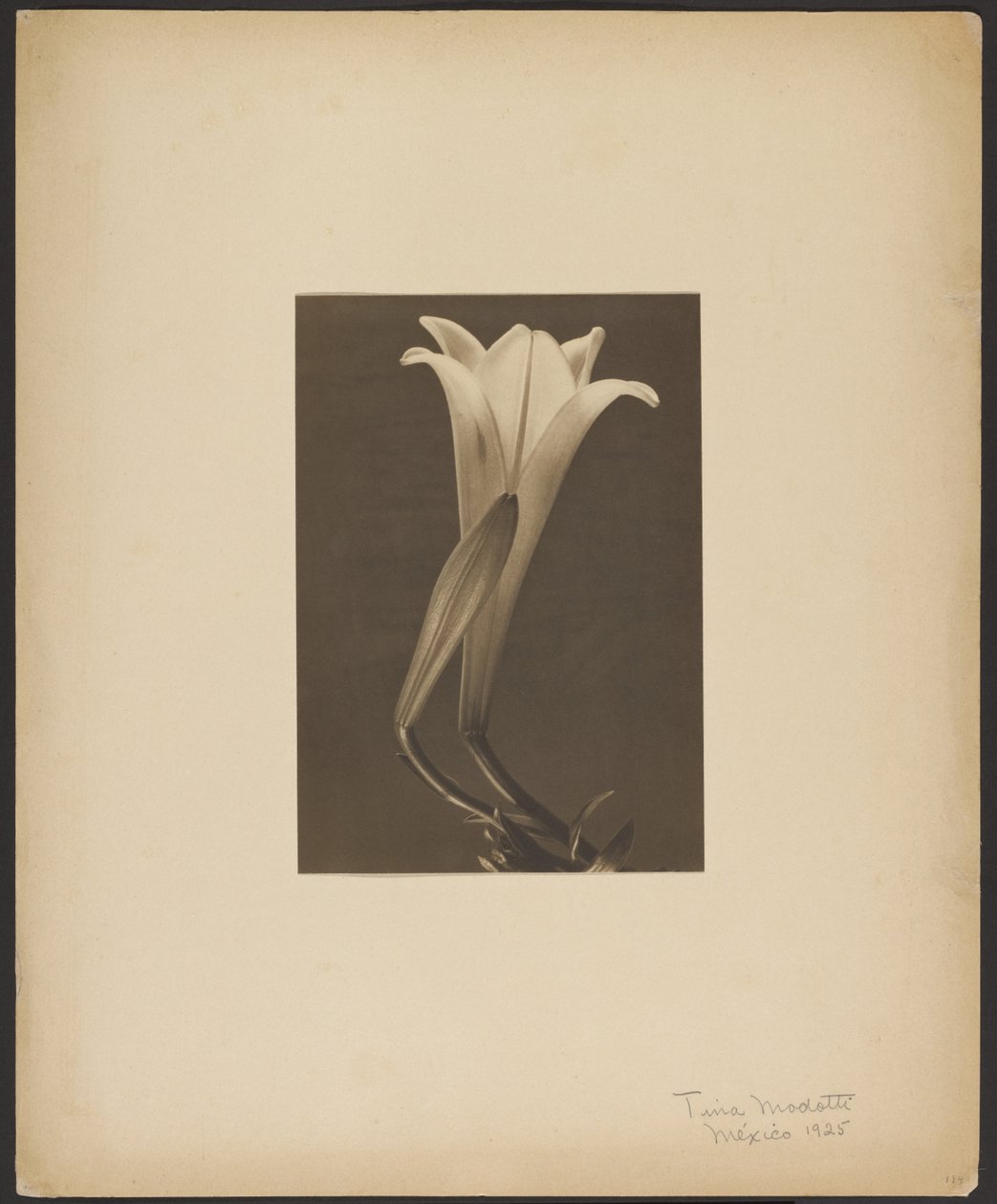 Nr 1. av Tina Modotti