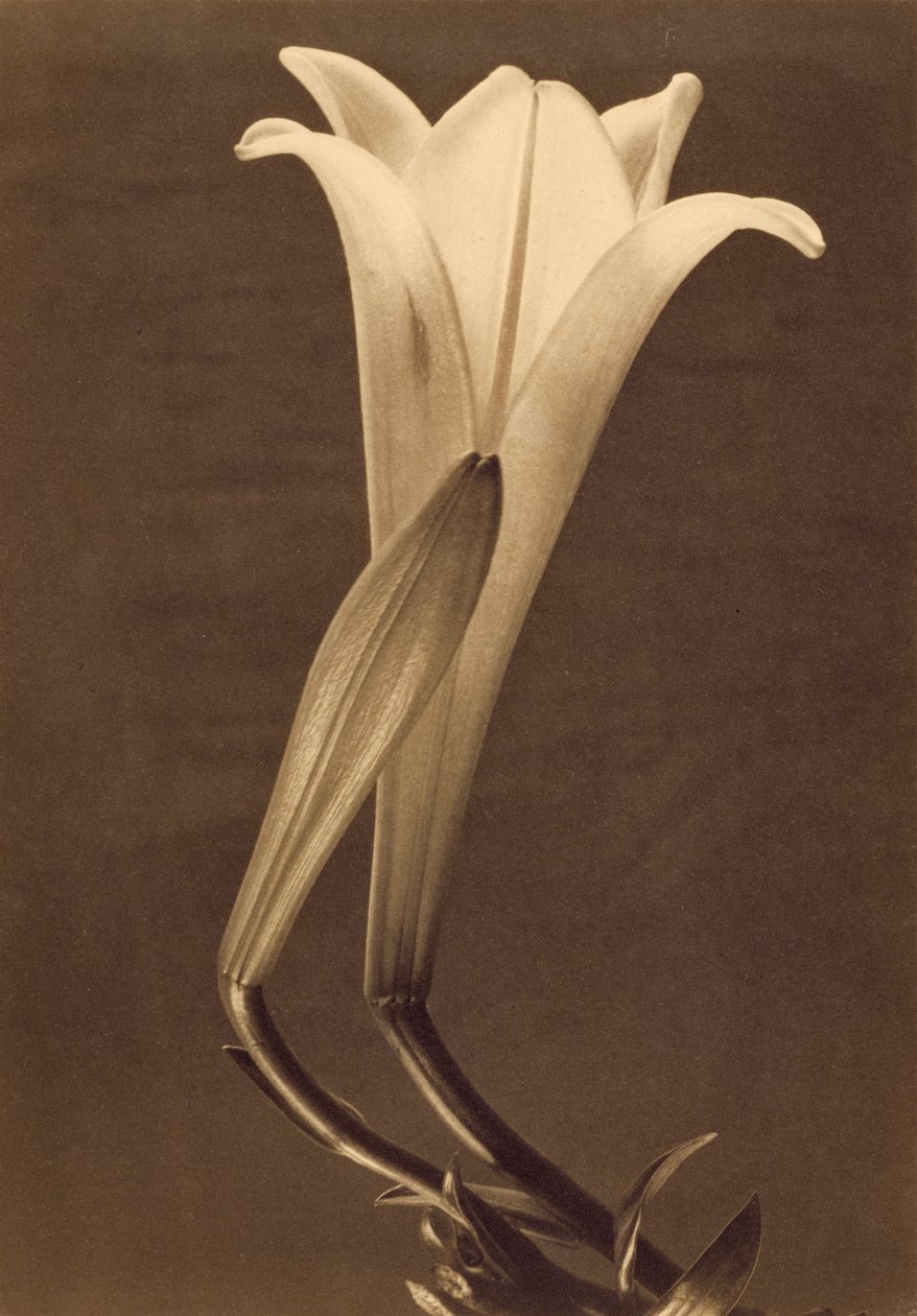 Platinatryck av lilja av Tina Modotti av Tina Modotti
