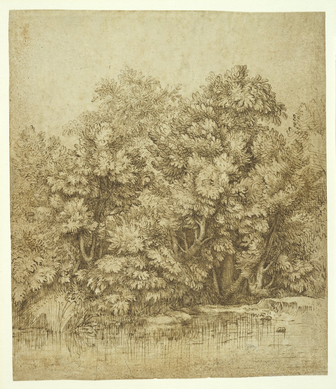 Trees Near a Pool of Water, ca 1530 (brunt bläck över kol på krämigt antikt papper) av Tiziano Vecelli