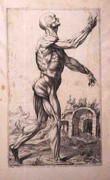 Anatomisk studie, av Domenico Maria Bonavera (f.1640) (etsning och torrnål) av Titian (c.1488 1576) (after)