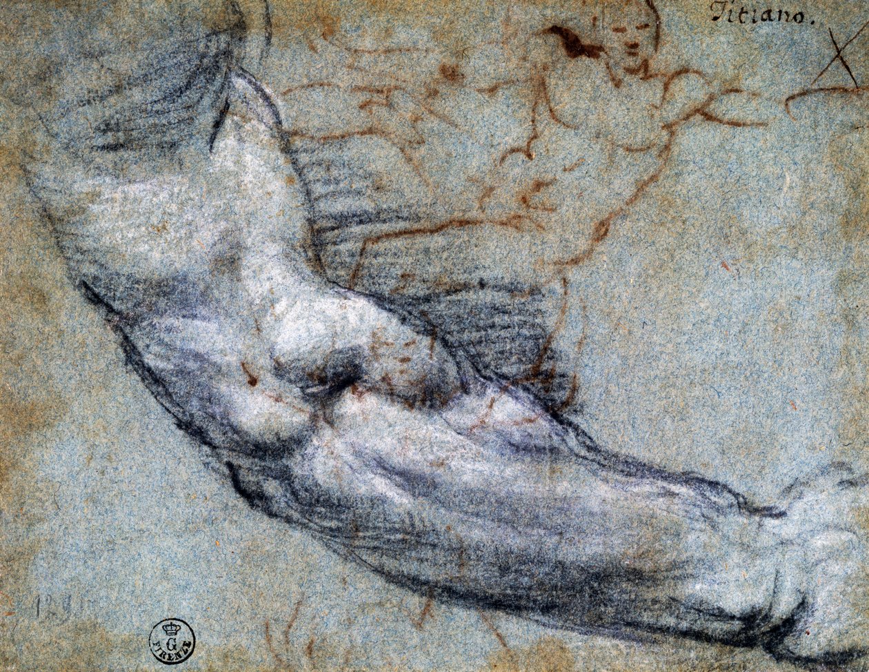 Studie av arm, av Titian (ca 1488-1576), teckning av Titian (c.1488 1576)