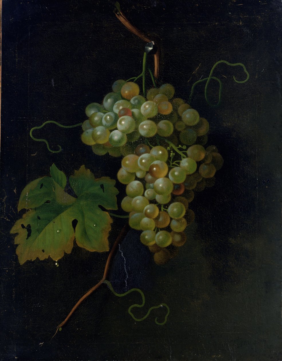 Vindruvor av Tobias Stranover