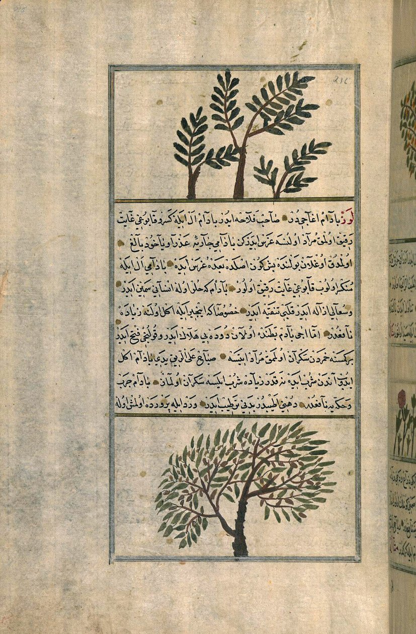Ett rökelseträd ovanför ett mandelträd, efter en avhandling av Zakariya ibn Muhammad al-Qazwini (bläck och pigment på europeiskt papper) av Turkish School