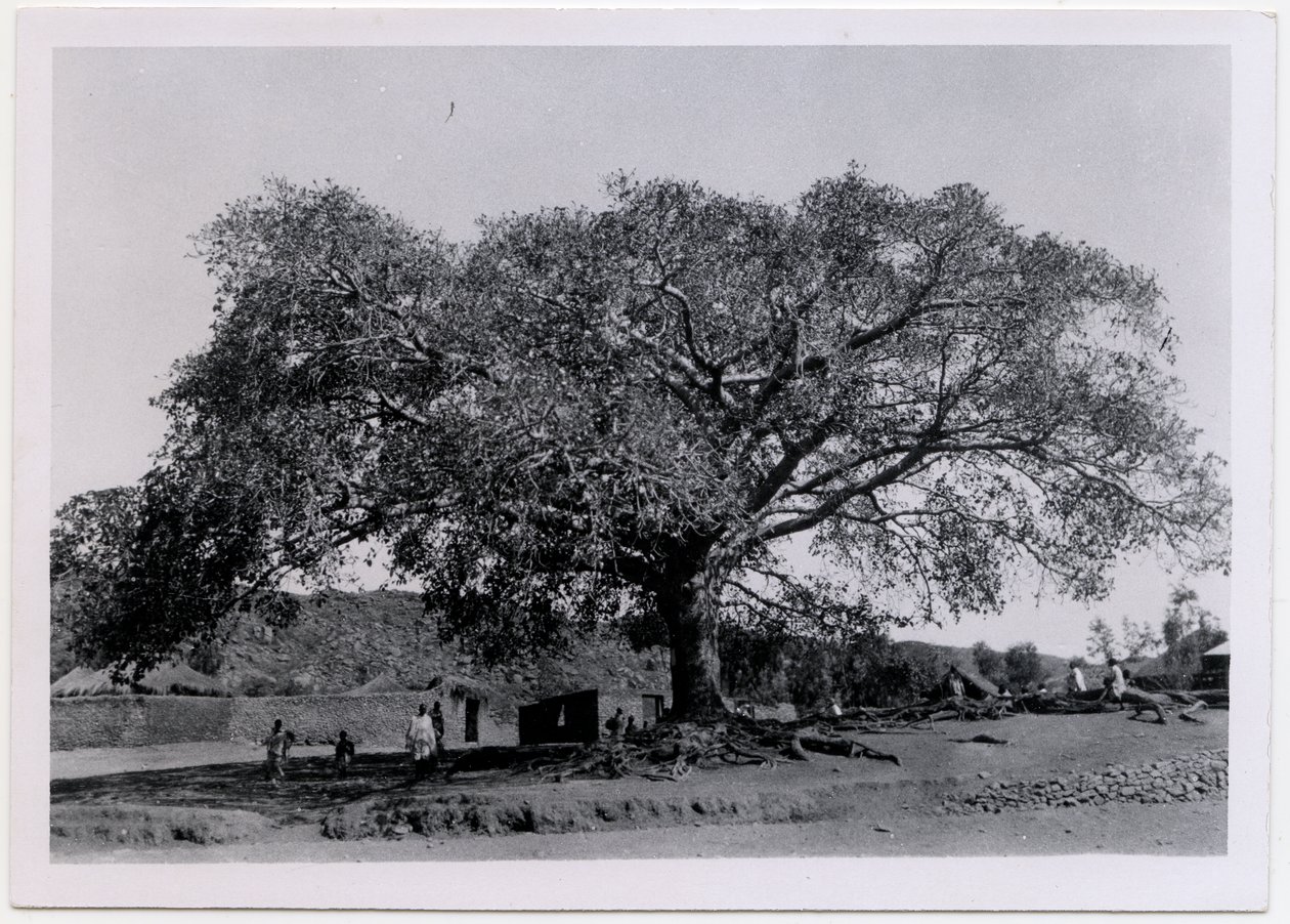 Träd med brett utbrett grenverk framför bymur, Axum, Etiopien, foto av Ugo Monneret de Villard av Ugo Monneret de Villard