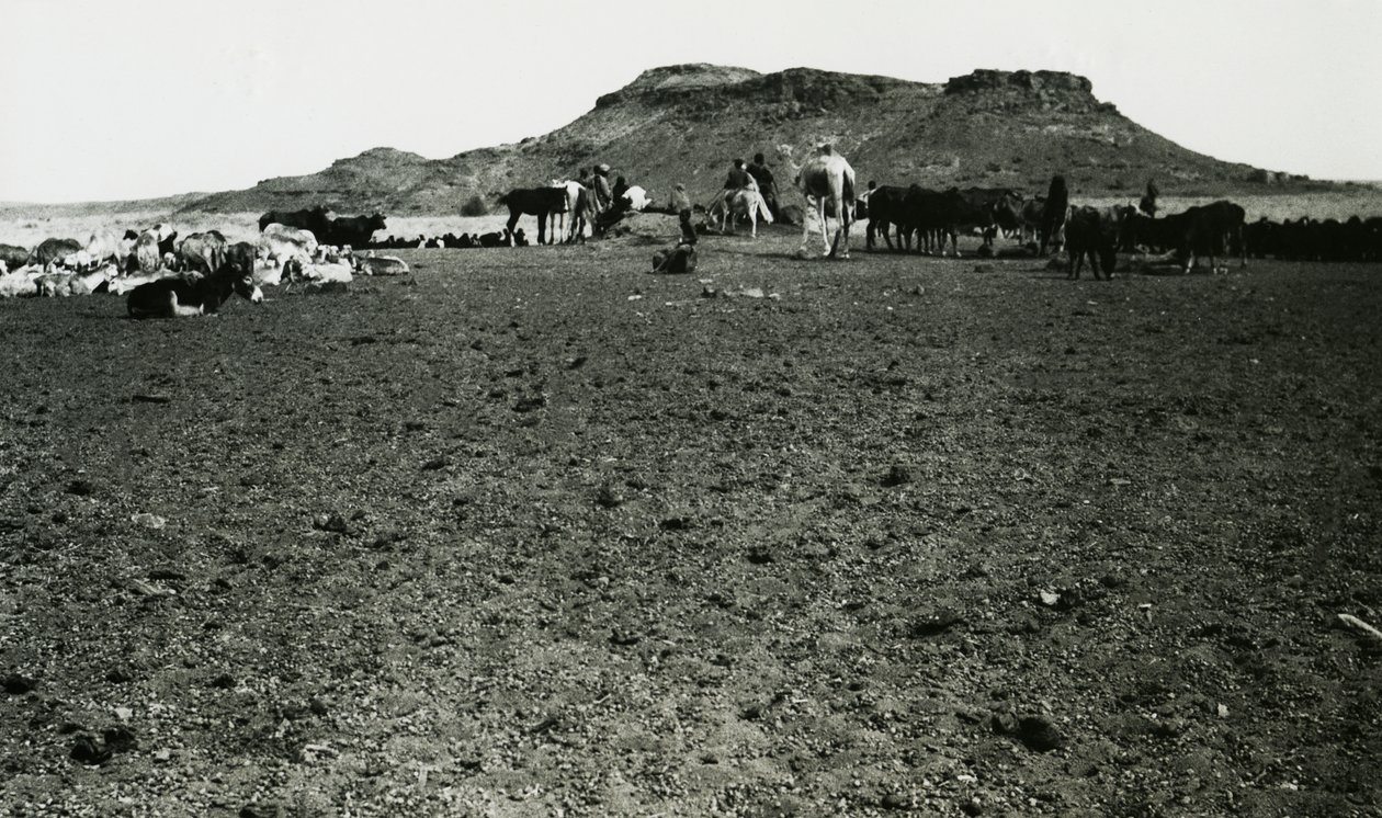 Vy över det arkeologiska området Naqa, med dromedarer och boskap, Sudan, fotografi av Ugo Monneret de Villard av Ugo Monneret de Villard