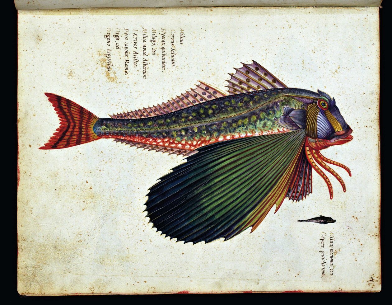 Okänd bild av Ulisse Aldrovandi