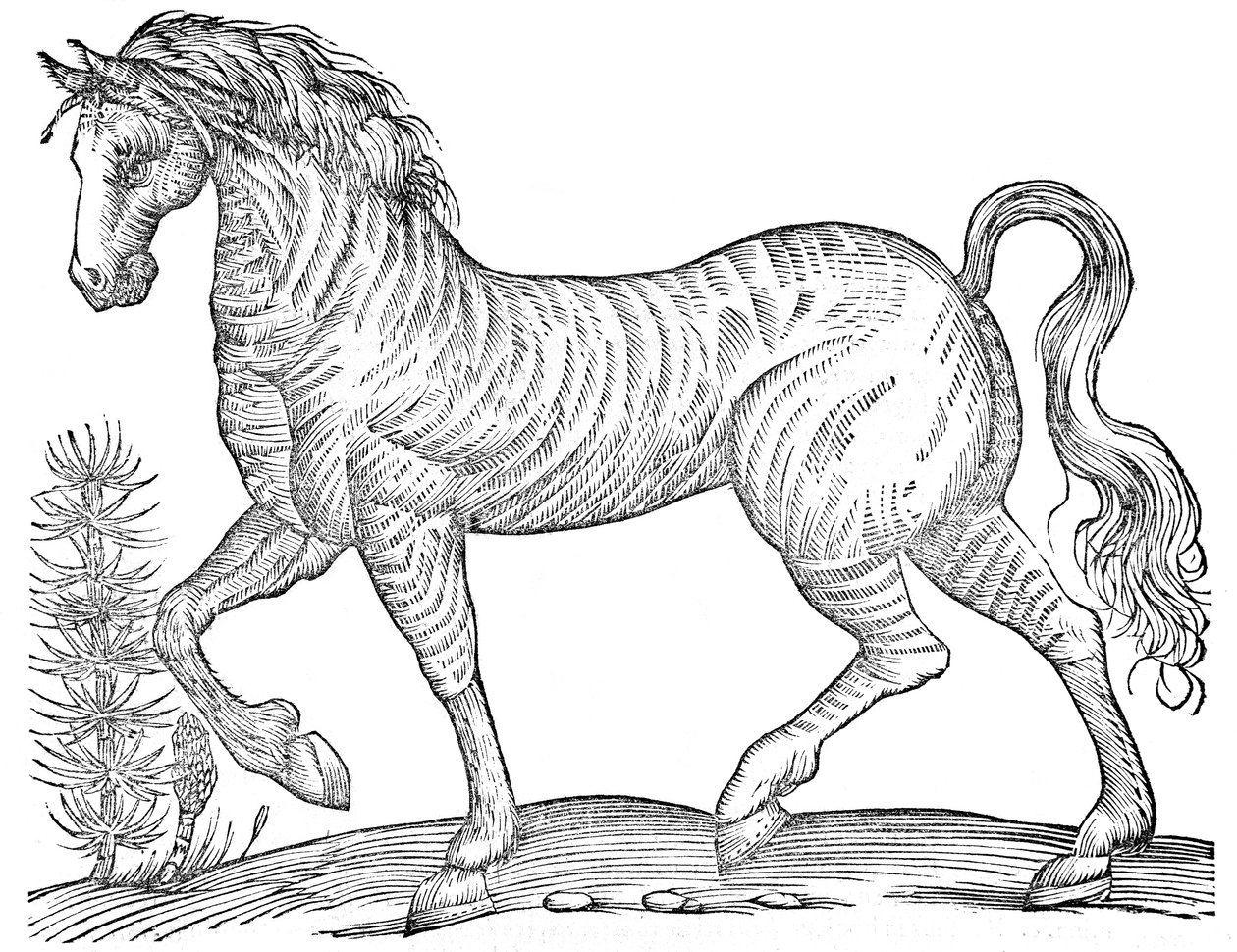 De quadrupedibus solidipedibus volumen integrum av Ulisse Aldrovandi