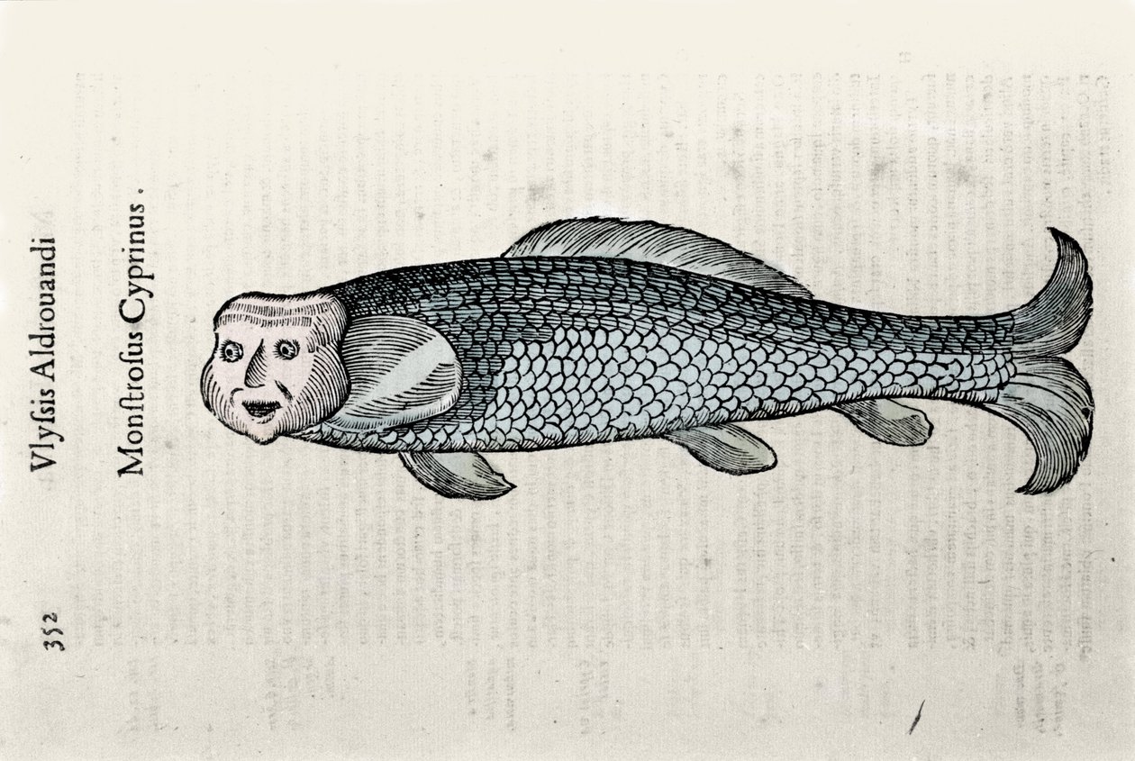 Fiskrepresentation Nicolas Plate illustrerad med ett manuskript av Natural History av Ulisse Aldrovandi (1522-1605), Ulisse Aldrovandi fonds, University Library of Bologna, ed. 1603. av Ulisse Aldrovandi