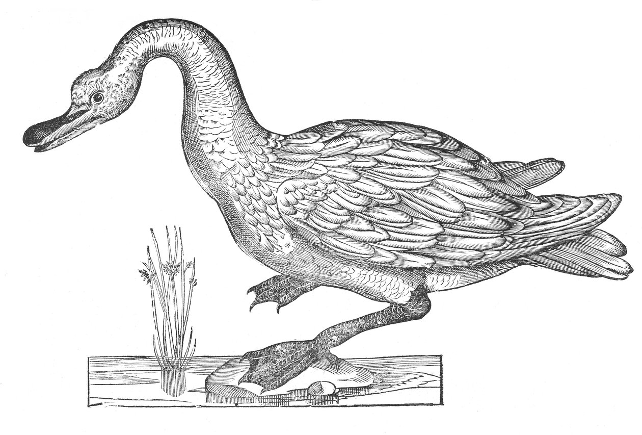 Ornitologiae hoc est de avibus historiae libri XII av Ulisse Aldrovandi