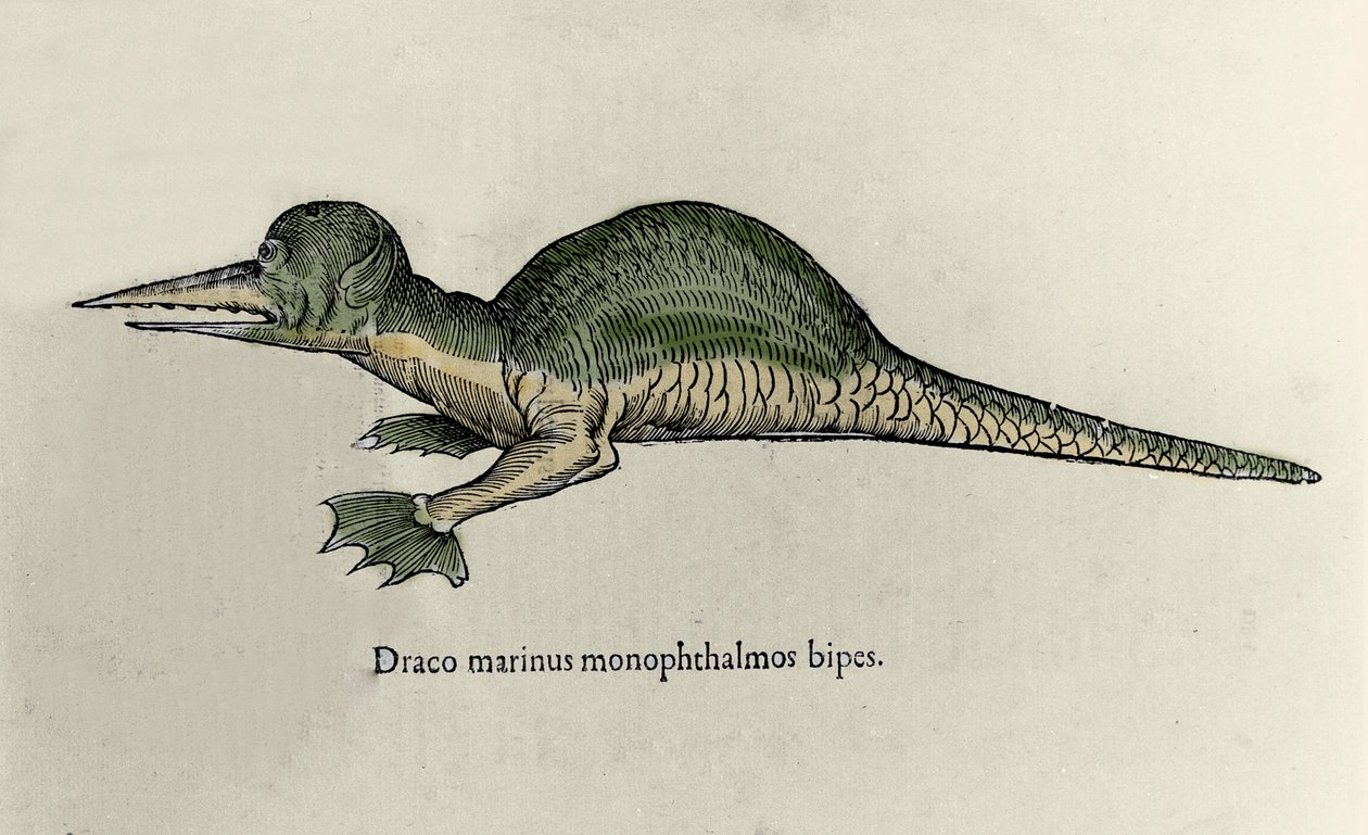Representation av en marin drake. Platta med ett naturhistoriskt manuskript av Ulisse Aldrovandi (1522-1605) om monster av Ulisse Aldrovandi