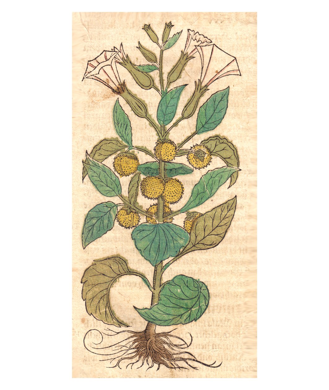 Illustration av Datura Metel av Unbekannt Unbekannt