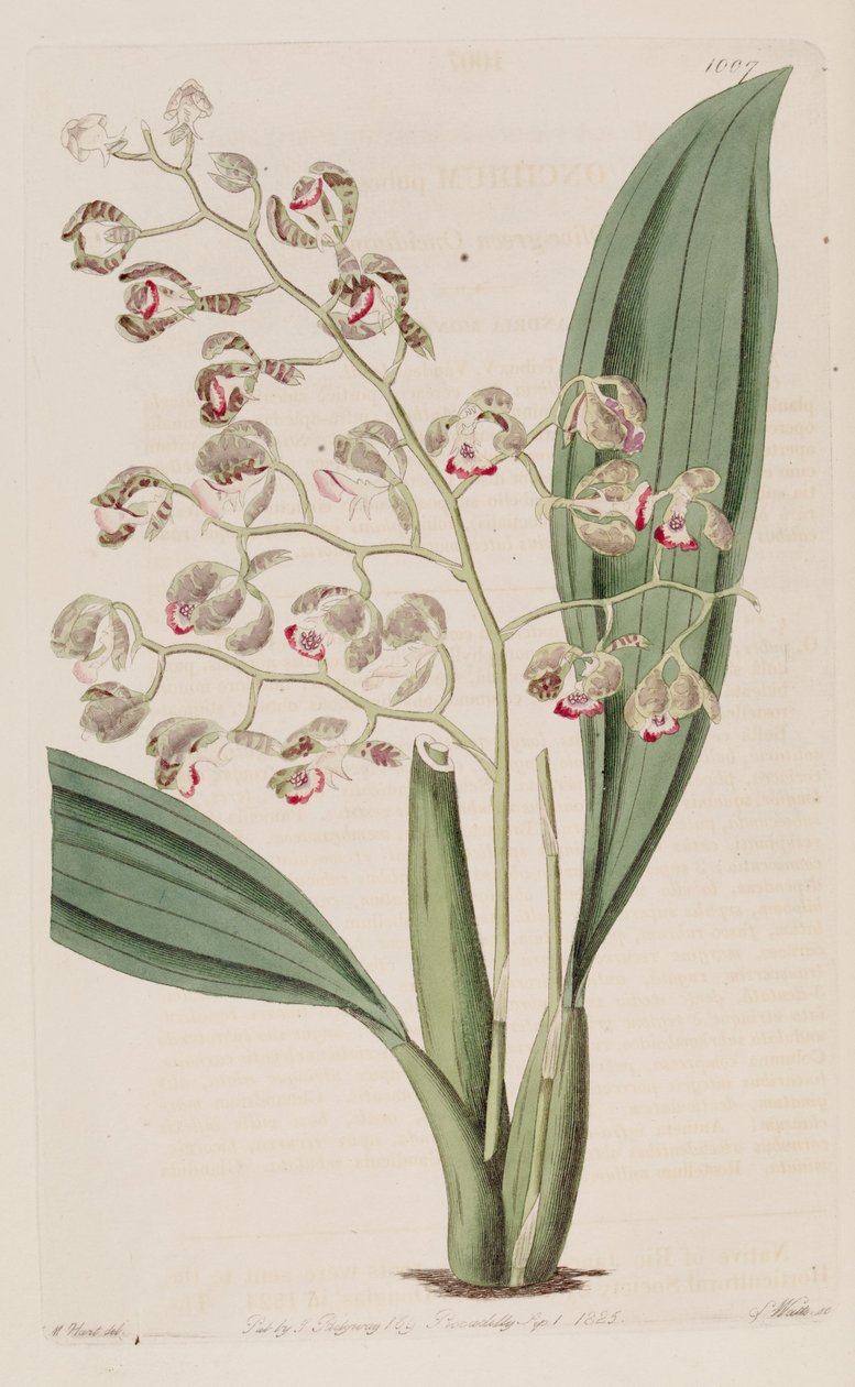 Illustration of Oncidium pubes av Unbekannt Unbekannt