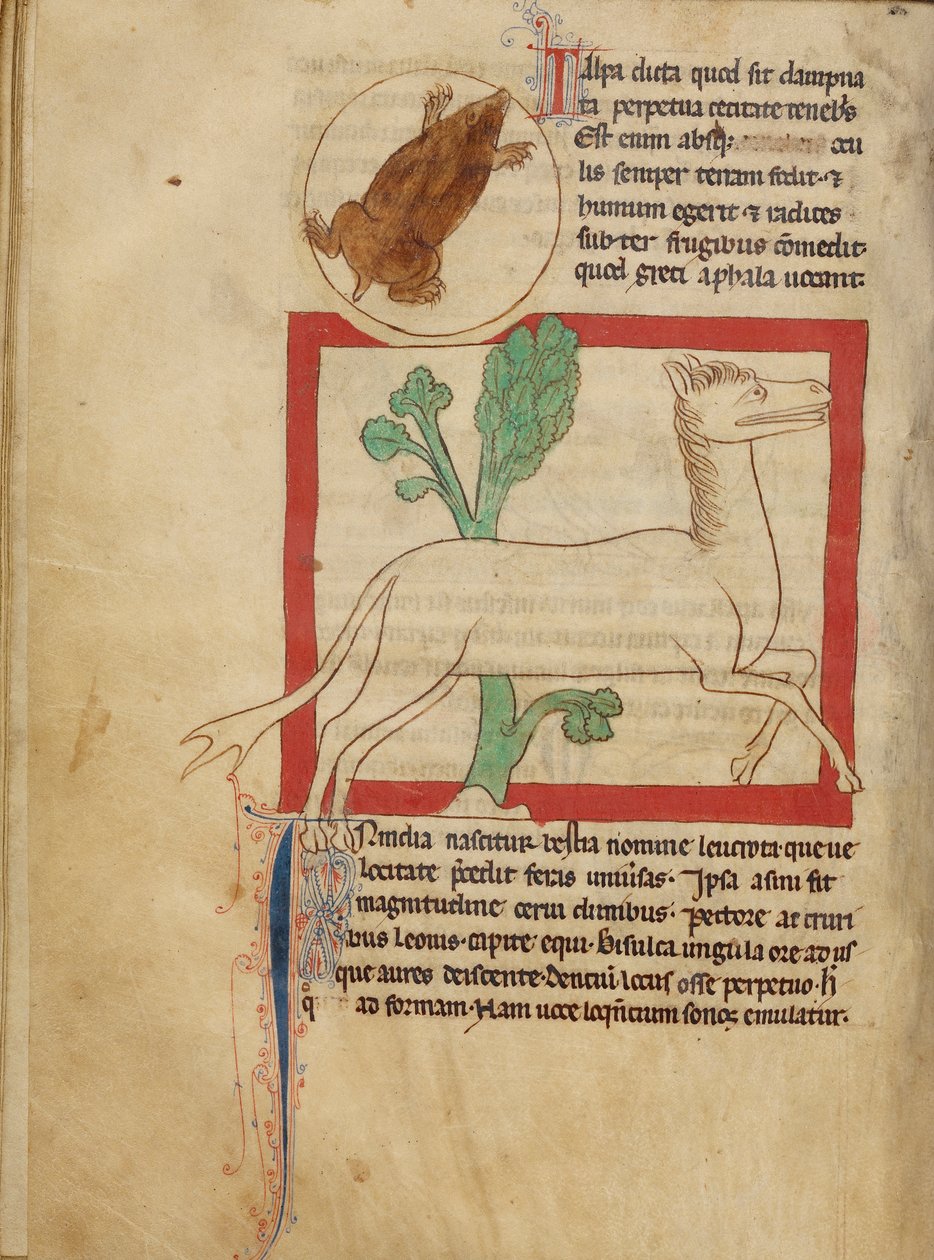 Northumberland Bestiary - En mullvad av Unbekannt Unbekannt