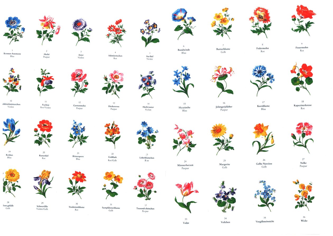 mallar för blommålning från tillverkningen av Meißen av Unbekannt Unbekannt