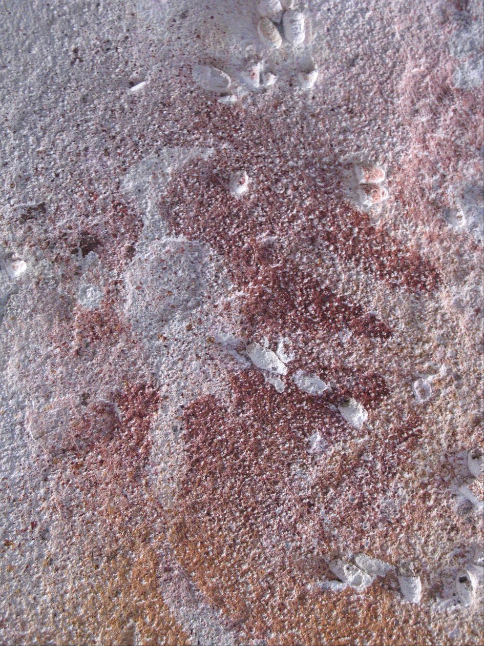 Fågelstencil 2 av Unbekannt Unbekannt
