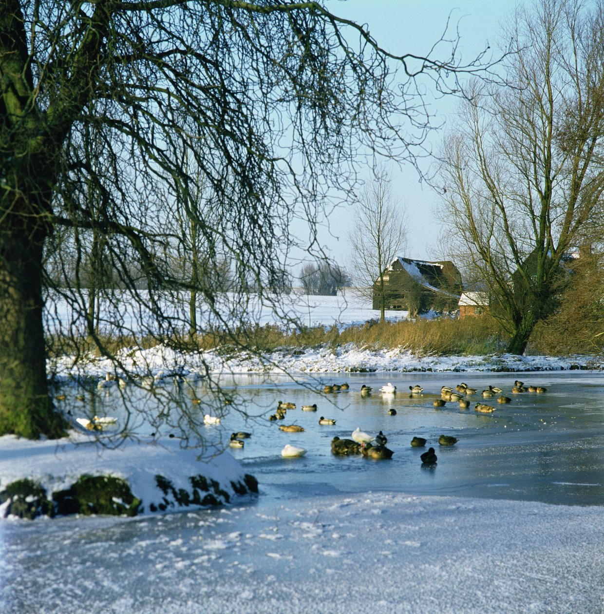 Duck Pond på vintern nära Finchingfield, Essex av Unbekannt Unbekannt