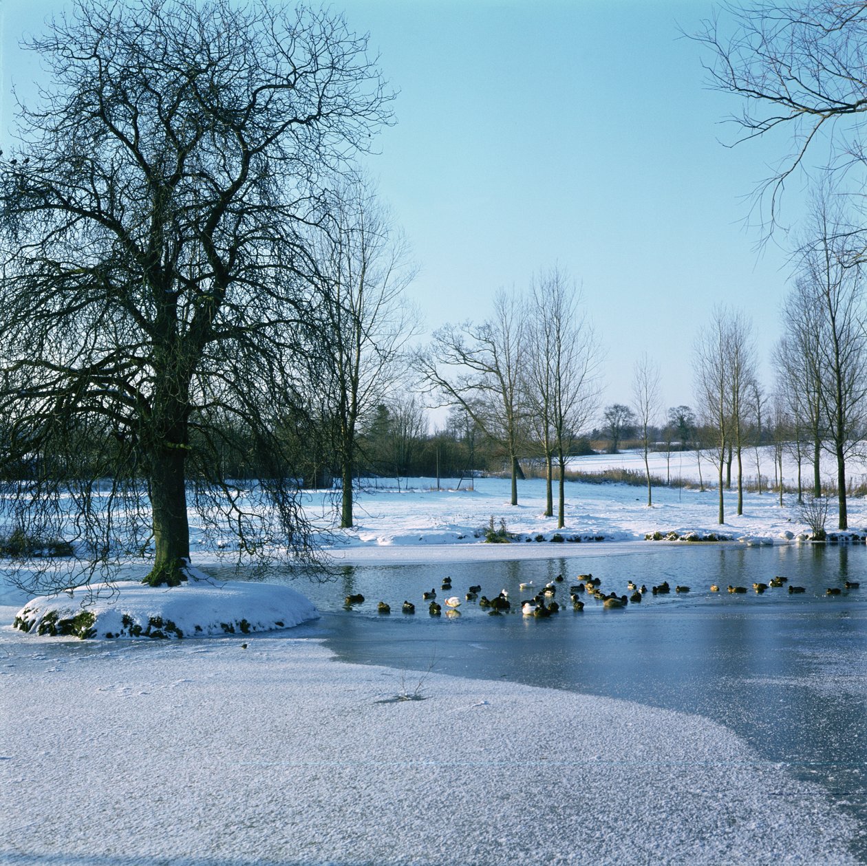Ankor i snön nära Finchingfield, Essex av Unbekannt Unbekannt