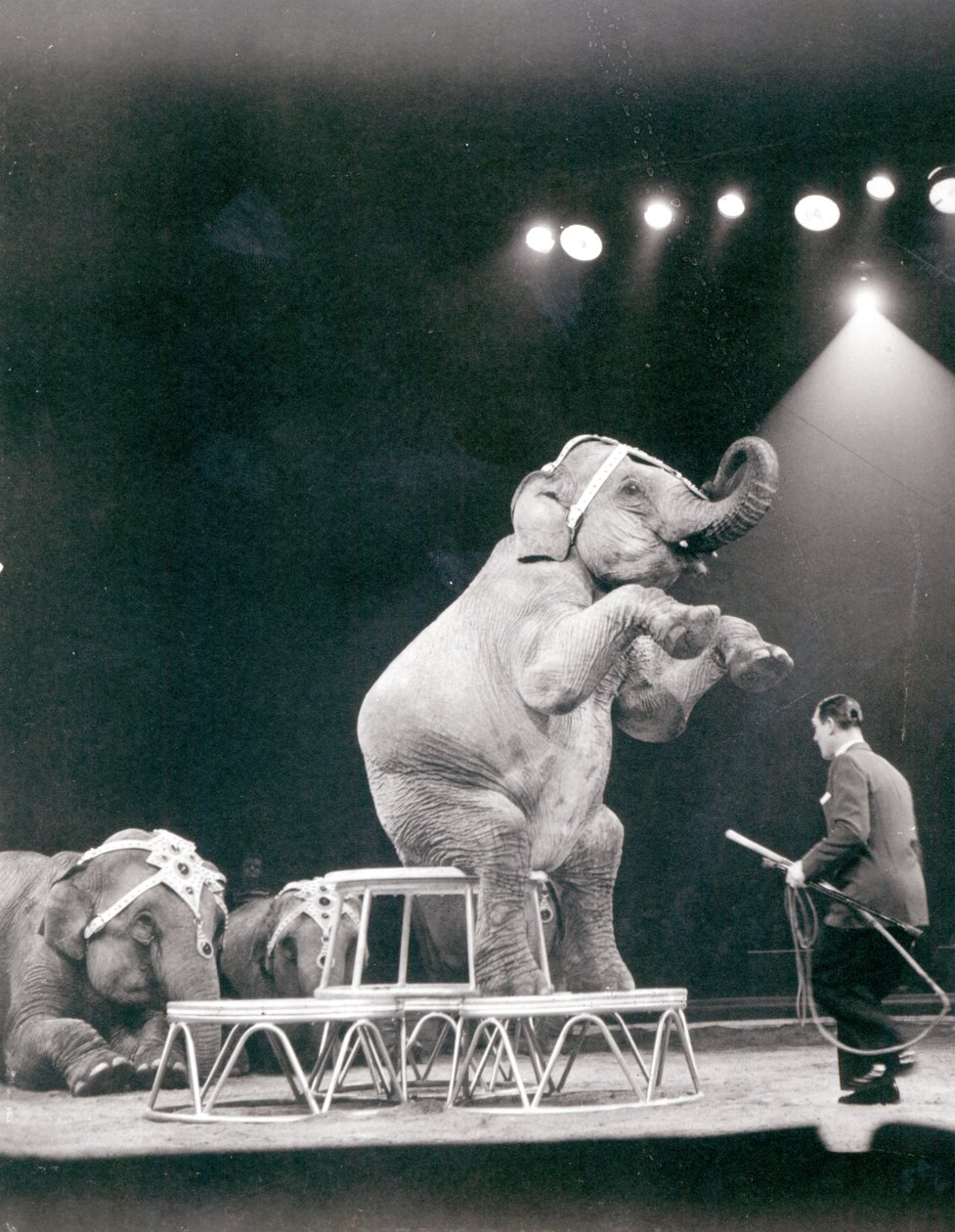 Elefant som uppträder i en cirkus av Unbekannt Unbekannt